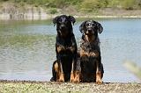 BEAUCERON 636